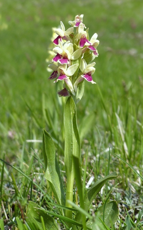 Dactylorhiza sambucina f. chusae  Parco Nazionale del Gran Sasso  giugno 2023.